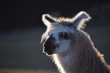 Obraz premium MIRADA