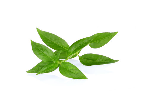 Andrographis paniculata leaf on w