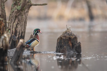 colorful Male wood duck preached on a log in the middle of a swamp.  color duck swimming....