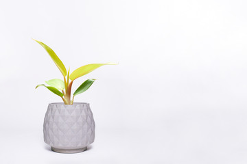 Fototapeta na wymiar Gorgeous houseplant Maranta in a pot isolated on white background