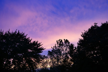 Fototapeta na wymiar Silhouettes of trees against a pink sunset sky