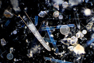 Marine aquatic plankton (Diatoms) under microscope view.