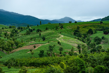 Fototapeta premium Rice paddy in Longsheng Beautiful landscape view of rice terraces Rice fields