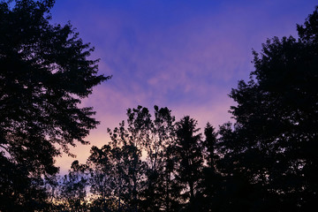 Silhouettes of trees against a purple sunset sky