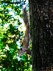 Squirrel on a Tree in a public park.
