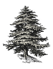 retro / vintage vector design elements: detailed drawing or sketch of a cedar tree isolated on a white background, filling as a separate path / object