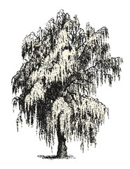vintage vector drawings / design elements: mourning / weeping willow or birch sketch isolated on white, background / filling is a separate path / object