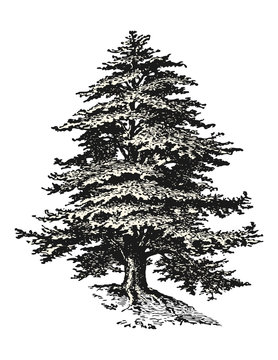 retro / vintage vector design elements: detailed drawing or sketch of a cedar tree isolated on a white background, filling as a separate path / object
