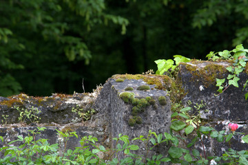 Moss on a wall