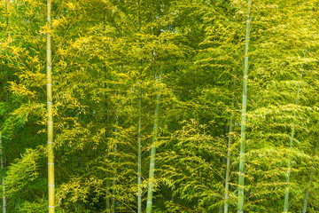 Green bamboo leaves and canes as background