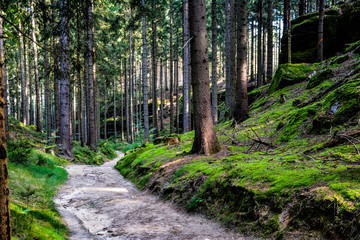 Path in the forest