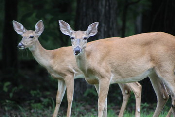 Deer 