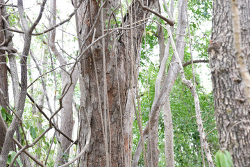 Obraz premium Dalbergia Cochinchinensis Siamese or Thailand Rosewood Deciduous in the forest.