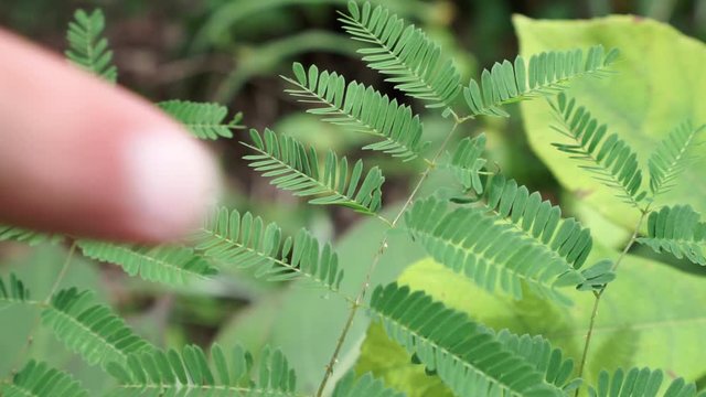 Touch Me Not leaves close up when touched by finger, Mimosa pudica