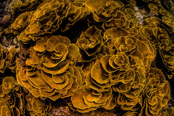 Plate coral in the South Pacific