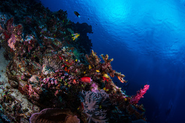 Fototapeta na wymiar Tropical fish swimming over the reef