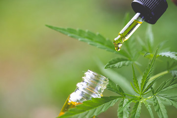 CBD hemp oil, Hand holding bottle of Cannabis oil in pipette
