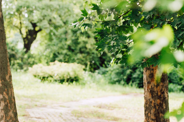 selective focus of meadow in forest with green trees in sunlight