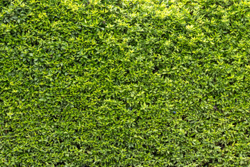 Many small leafy wall backgrounds.