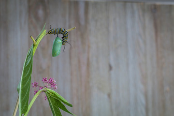 Monarch Chrysalis and Caterpillar, Danaus Plexppus, on Milkweed stem against rustic wooden background room for text copy
