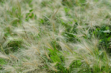 feather grass blooms in the field in summer