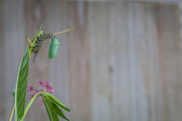 Monarch Chrysalis and Caterpillar, Danaus Plexppus, on Milkweed stem against rustic wooden background room for text copy