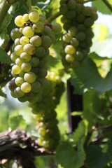 Chandler Hill Winery Missouri 2019