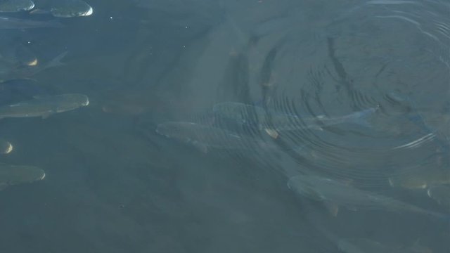 Hundreds of thick lipped grey mullet fish swimming just under the water surface. Shoal of fish in river, Portugal.