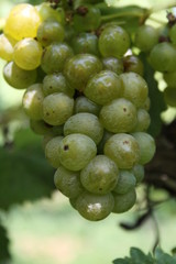 Missouri Wine Grapes Chandler Hill Winery 2019