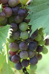 Midwest Wine Country Chandler Hill 2019 