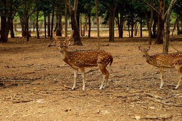 axis deer in frame standing under the tree background