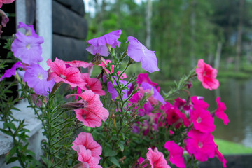 pink flowers in the garden