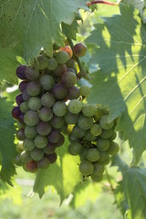 Midwest Wine Grapes Chandler Hill Winery 2019 