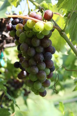 Midwest Wine Grapes Chandler Hill Winery 2019