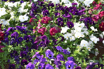 Flowers in the garden 