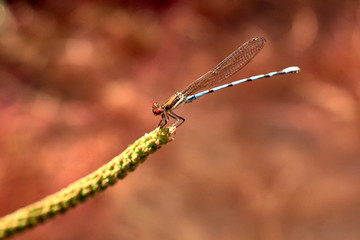 Obraz na płótnie Canvas dragonfly resting on branch with red background