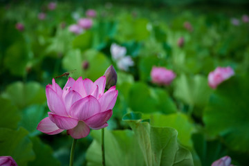 Obraz premium Lotus gets wet with morning dew