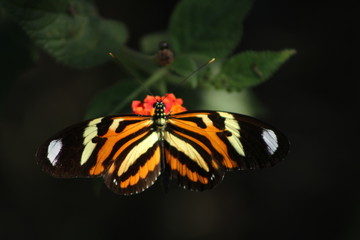 BORBOLETA