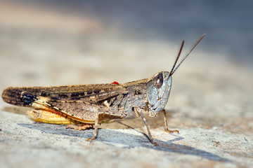 grasshopper, macro of insect in wild, animal in nature, close-up animal in wild