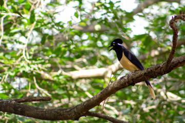 bird in the tree