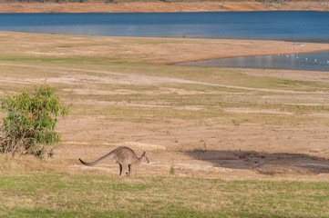 Australian wild kangaroo hopping in the outback © Olga K