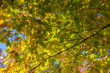 Autumn foliage nature background with bright orange maple leaves