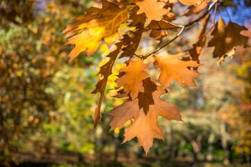 Naklejka na ściany i meble Yellow autumn foliage nature background with bright orange maple leaves