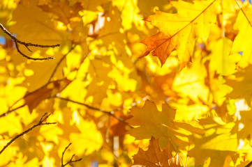 Bright golden yellow autumn leaves nature background
