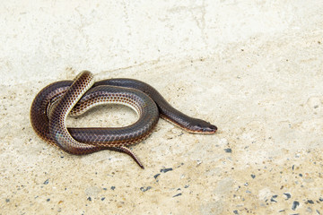 Sunbeam snake ( Xenopeltis unicolor ) non-venomous has a distinctive feature is body scales smooth and have shiny iridescent when reflecting sunlight.