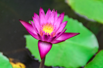 Fresh lotus flowers