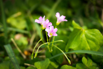 Fototapeta premium flower in garden