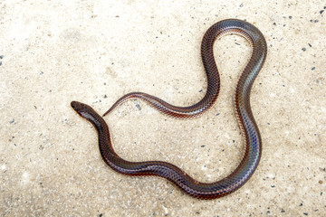 Obraz premium Sunbeam snake ( Xenopeltis unicolor ) non-venomous has a distinctive feature is body scales smooth and have shiny iridescent when reflecting sunlight.