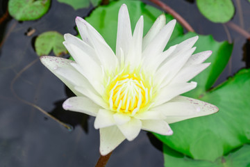 White lotus, as pure