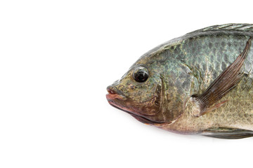 Close-up face of natural tilapia is a freshwater fish in the Cichlidae family (Oreochromis niloticus) is fish easy propagation and has good taste delicious. isolated on white background.